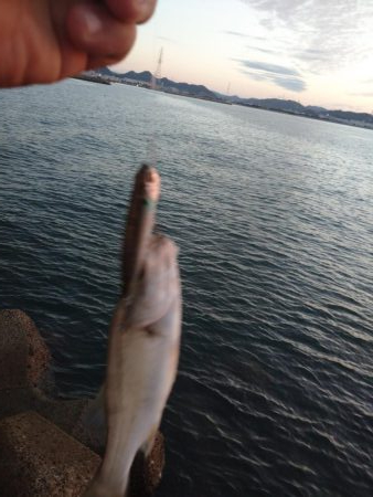 早朝トップゲーム!!