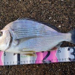 ヘダイ釣ったどー