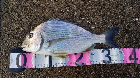 ヘダイ釣ったどー