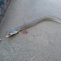 コノシロ、アジ時々クロアナゴ