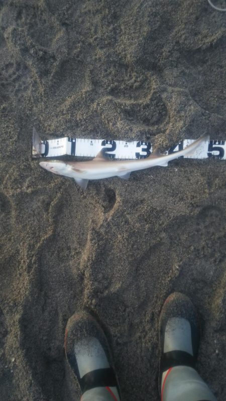 シャーク！！！