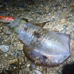 雨の中のアオリイカ