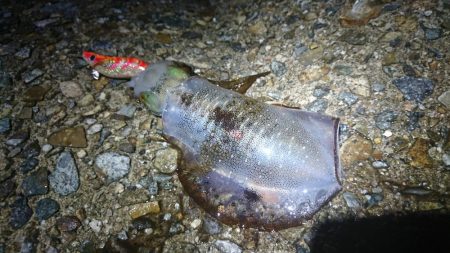 雨の中のアオリイカ