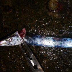 やっとタチウオ釣れた