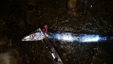 やっとタチウオ釣れた