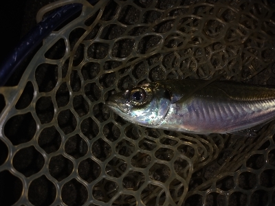 尺アジを求めて