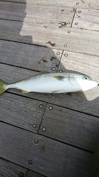 青物リベンジ釣行 in 淡路島>゜)…