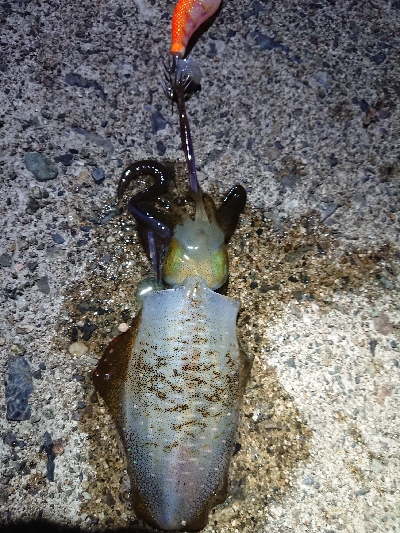 仕事終わりエギング