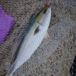 周りはシブい中メジロ！！