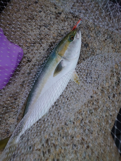 周りはシブい中メジロ！！