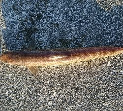 ヒラメ調査はエソ祭り