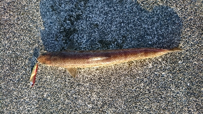 ヒラメ調査はエソ祭り