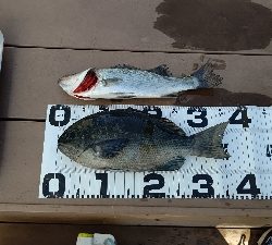 久しぶりにエビ撒き釣り