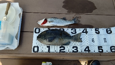 久しぶりにエビ撒き釣り