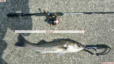 シーバスとスレ掛かりハクレン