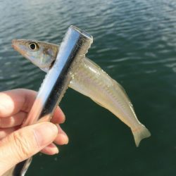 キス釣り 何とか形になりました
