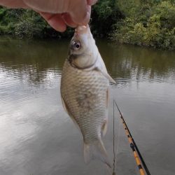 紀ノ川　真ブナ釣り