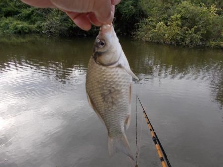 紀ノ川　真ブナ釣り