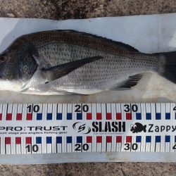 チヌトップ！！