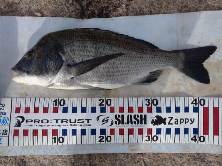 チヌトップ！！