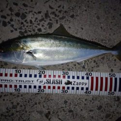 今朝もトップゲーム!!