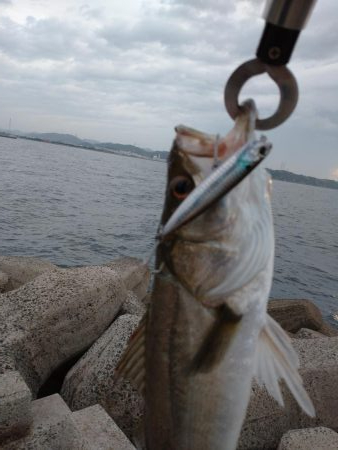 早朝トップシーバス