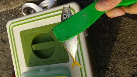 ファミリーフィッシング