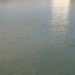 ヘダイ釣ったどー