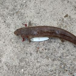 あと数センチでメジロ