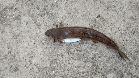 あと数センチでメジロ