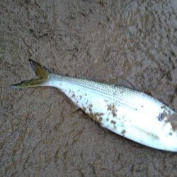 コノシロ、アジ時々クロアナゴ