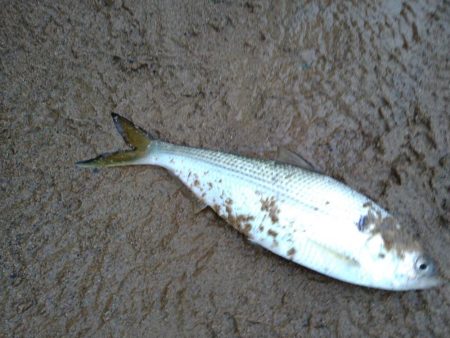 コノシロ、アジ時々クロアナゴ