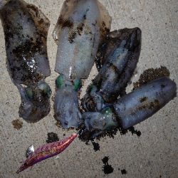 連休最初のアオリイカ