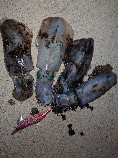 連休最初のアオリイカ