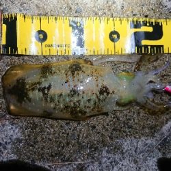 仕事終わりエギング