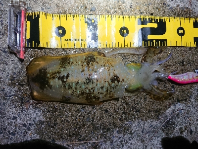 仕事終わりエギング