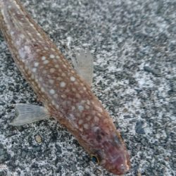 ヒラメ調査はエソ祭り