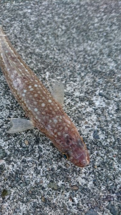 ヒラメ調査はエソ祭り