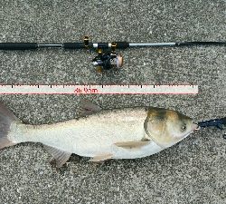 シーバスとスレ掛かりハクレン