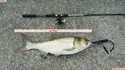 シーバスとスレ掛かりハクレン