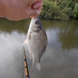 紀ノ川　真ブナ釣り