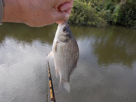 紀ノ川　真ブナ釣り