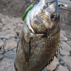 チヌトップ！！