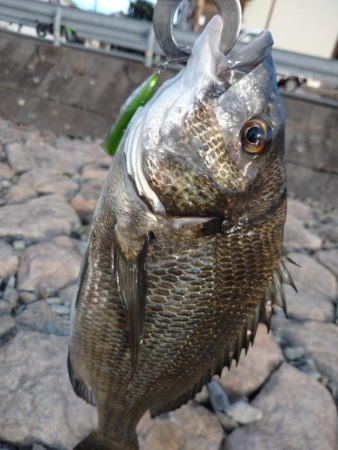 チヌトップ！！