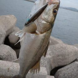 早朝トップシーバス