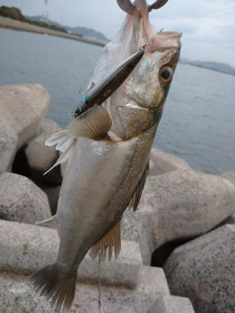 早朝トップシーバス