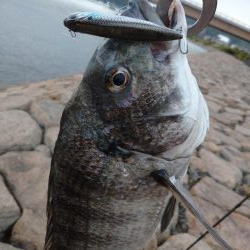 雨の中チヌトップ