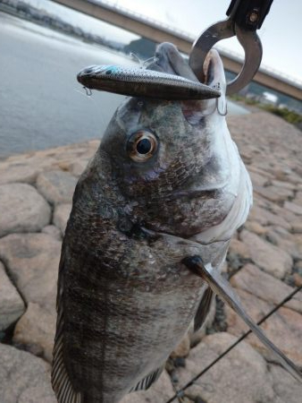 雨の中チヌトップ