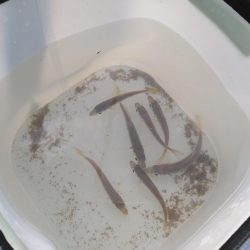 コノシロ、アジ時々クロアナゴ