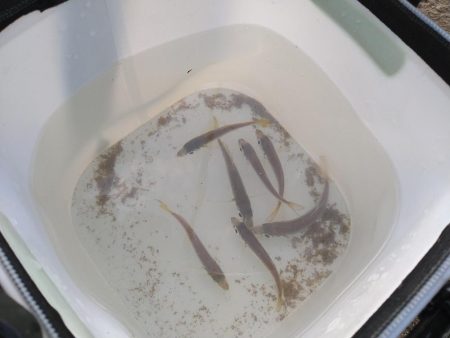 コノシロ、アジ時々クロアナゴ